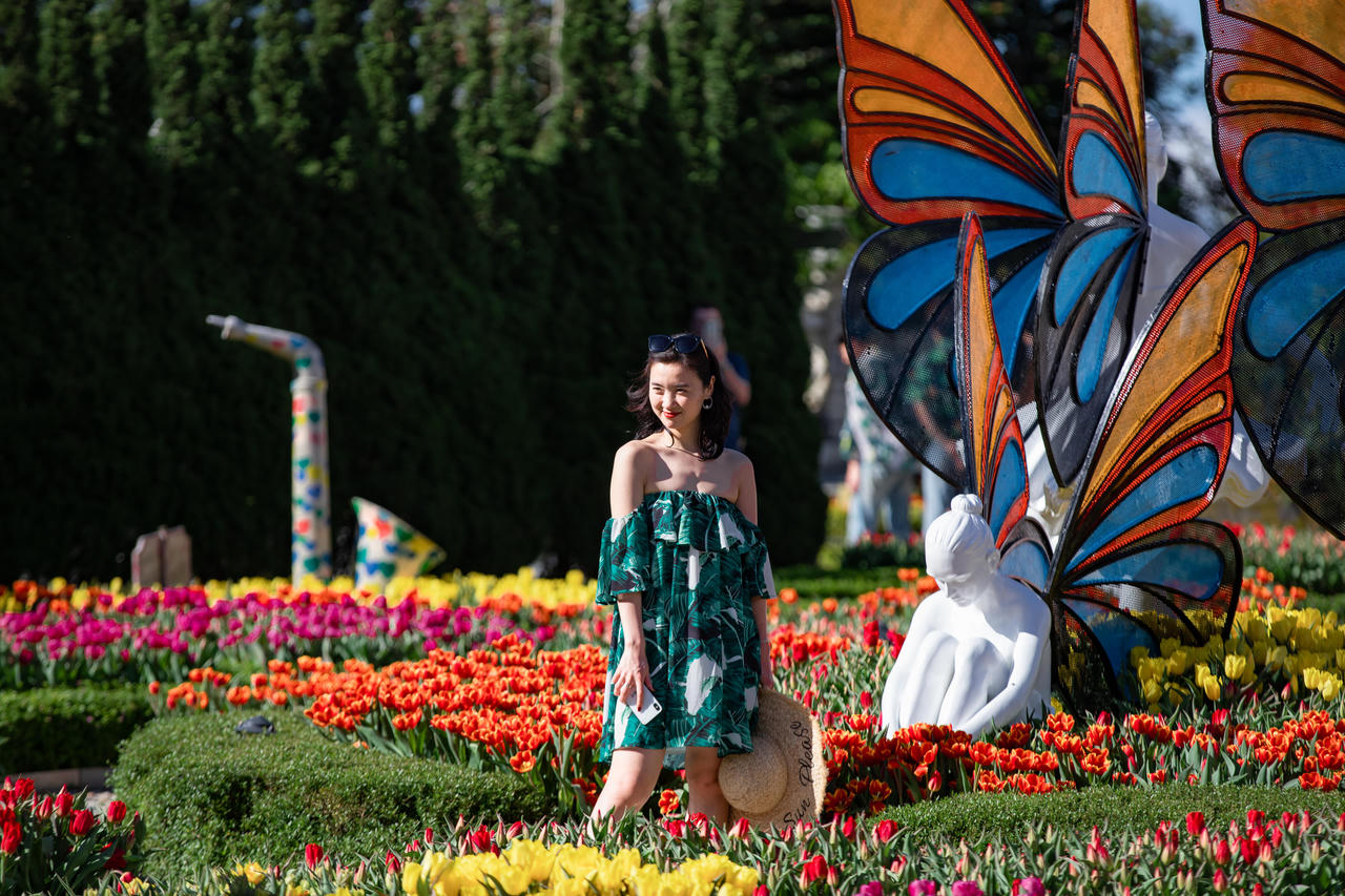 Ngắm vườn hoa tulip tại Bà Nà được trao kỷ lục Guinness Việt Nam 