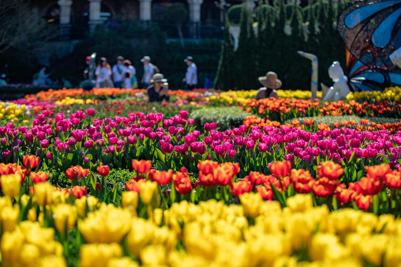 Ngắm vườn hoa tulip tại Bà Nà được trao kỷ lục Guinness Việt Nam 