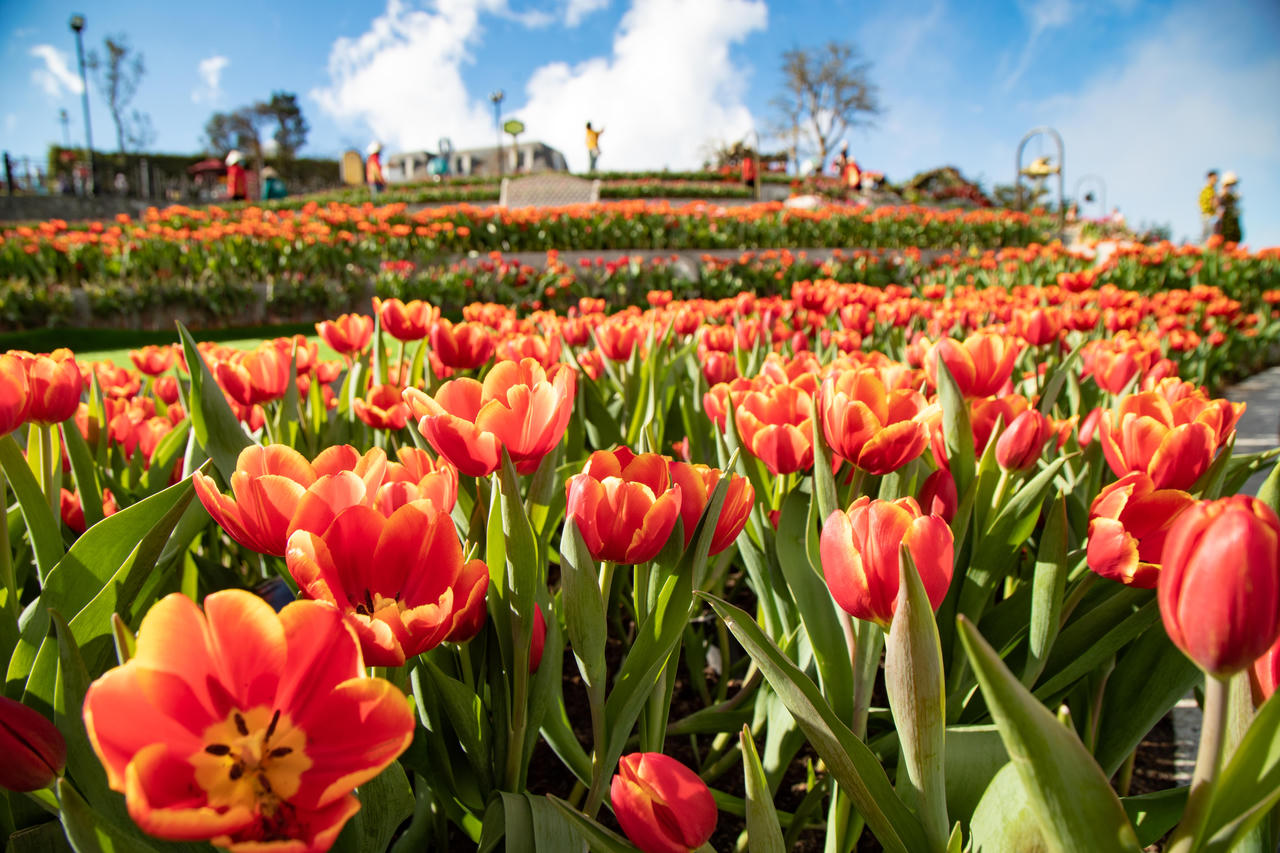 Ngắm vườn hoa tulip tại Bà Nà được trao kỷ lục Guinness Việt Nam 