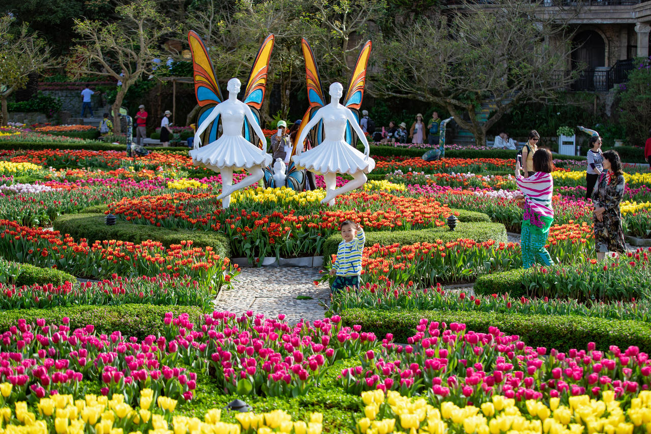 Ngắm vườn hoa tulip tại Bà Nà được trao kỷ lục Guinness Việt Nam 