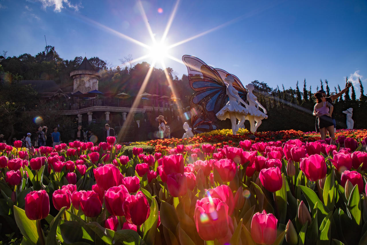 Ngắm vườn hoa tulip tại Bà Nà được trao kỷ lục Guinness Việt Nam 