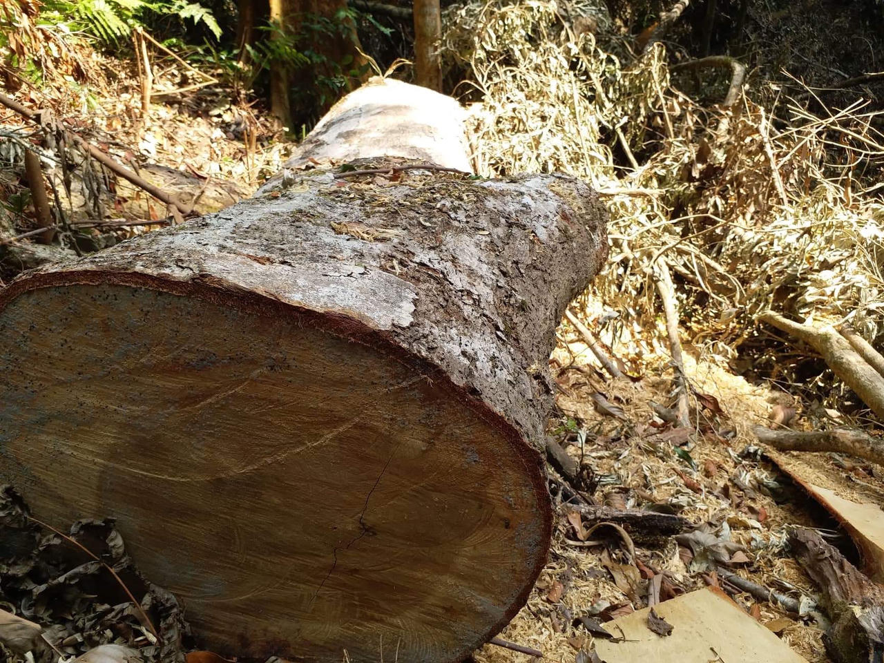 Tan hoang rừng cổ thụ tại huyện Đăk Tô vì lâm tặc