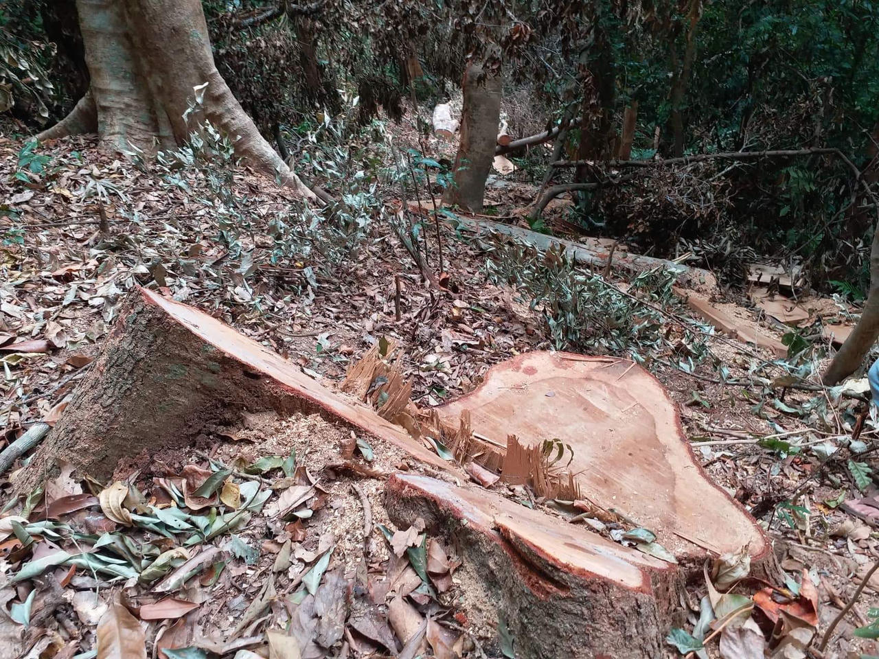 Tan hoang rừng cổ thụ tại huyện Đăk Tô vì lâm tặc