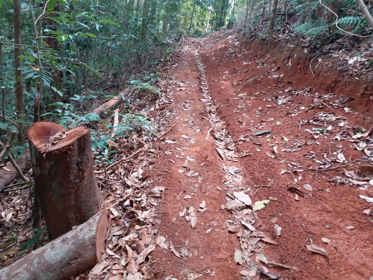 Tan hoang rừng cổ thụ tại huyện Đăk Tô vì lâm tặc
