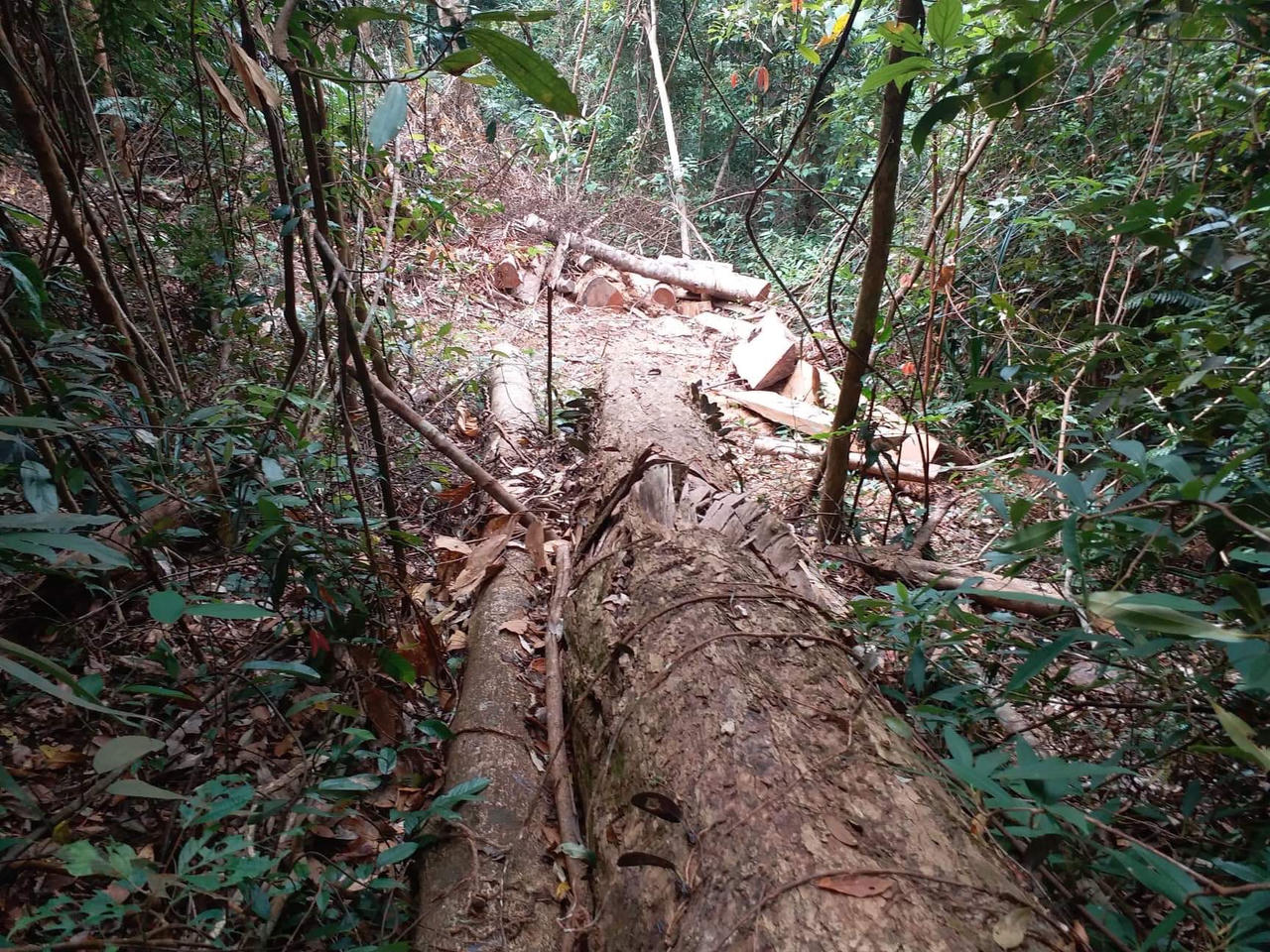 Tan hoang rừng cổ thụ tại huyện Đăk Tô vì lâm tặc