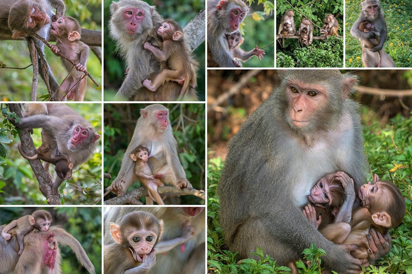  450 tác phẩm thi sáng tác ảnh về môi trường và đa dạng sinh học TP Đà Nẵng