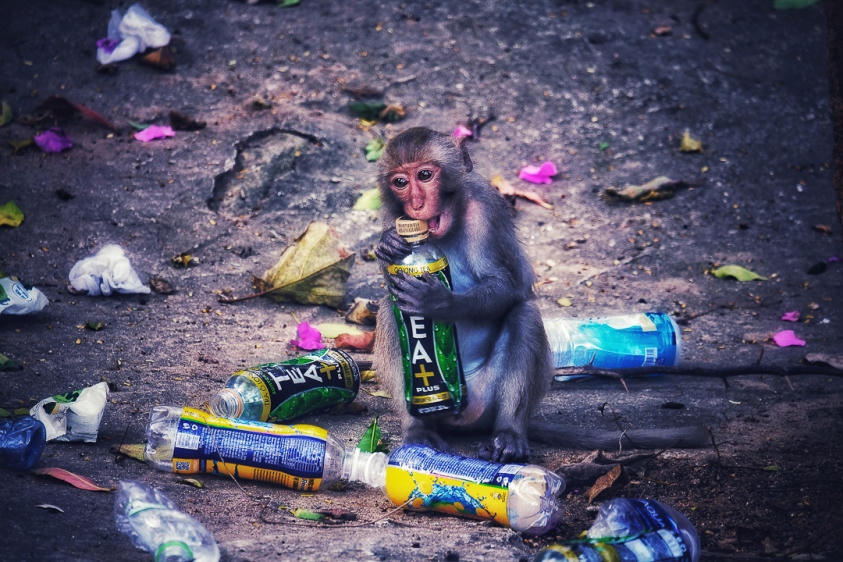  450 tác phẩm thi sáng tác ảnh về môi trường và đa dạng sinh học TP Đà Nẵng