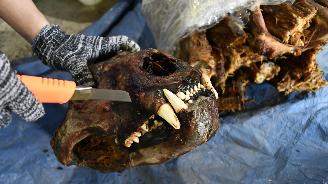 Bắt giữ số lượng "khủng" sừng tê giác và xương động vật hoang dã núp bóng gỗ Nam Phi