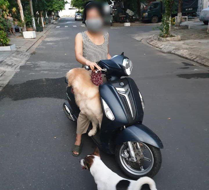 Dắt chó đi dạo trong thời gian Đà Nẵng giãn cách, nhiều người bị xử phạt