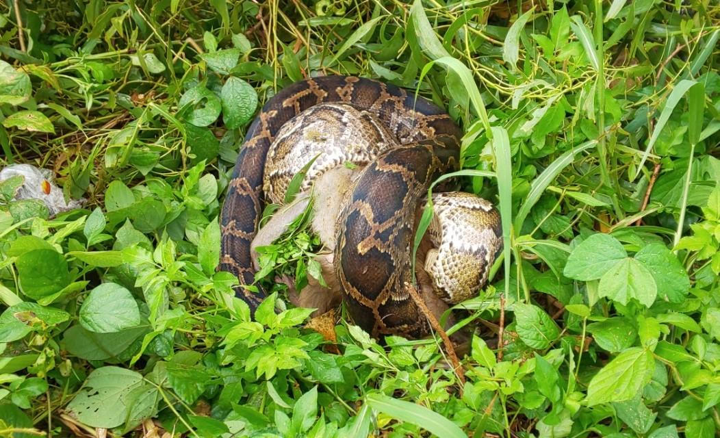 Trăn gấm 30 kg quấn chết khỉ ở Sơn Trà