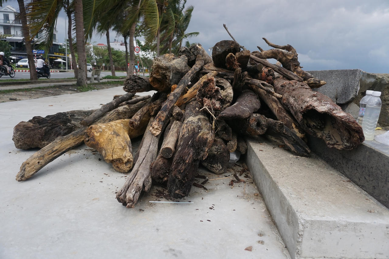 Sau mưa lớn, người Đà Nẵng đổ ra biển nhặt gỗ bán kiếm tiền triệu