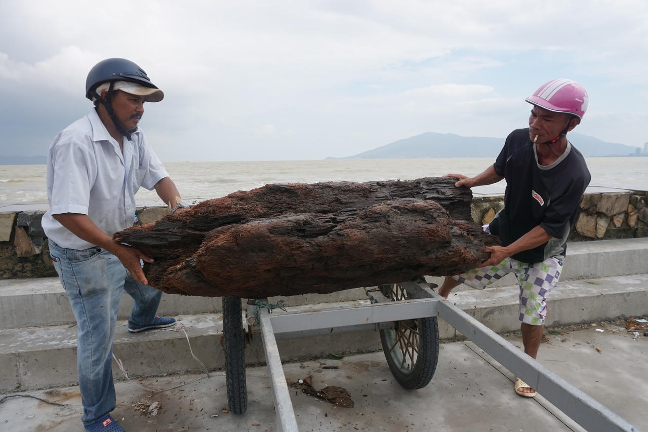 Sau mưa lớn, người Đà Nẵng đổ ra biển nhặt gỗ bán kiếm tiền triệu