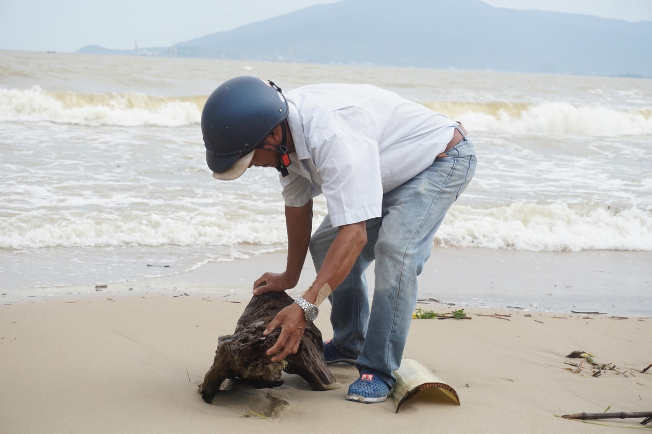 Sau mưa lớn, người Đà Nẵng đổ ra biển nhặt gỗ bán kiếm tiền triệu