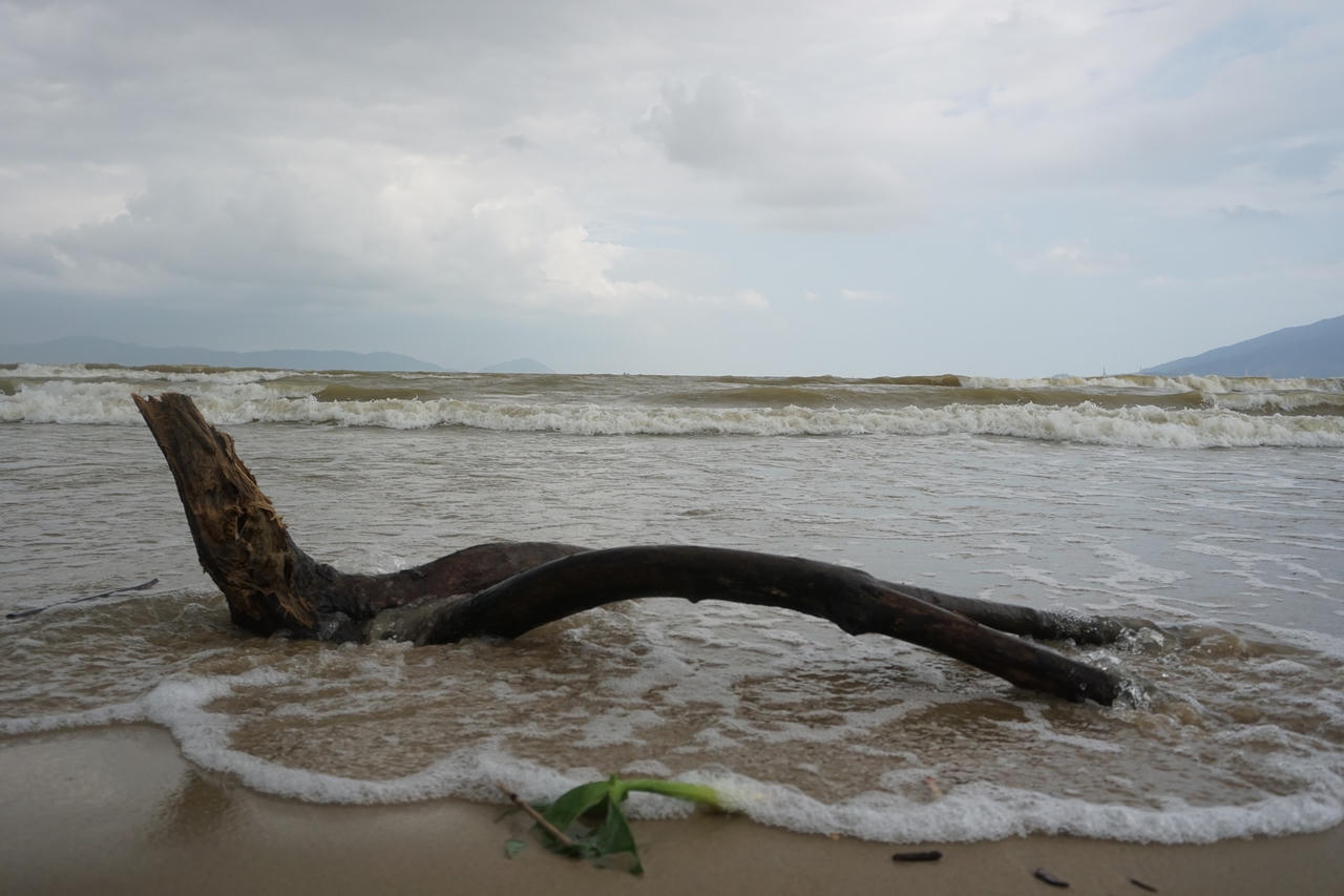 Sau mưa lớn, người Đà Nẵng đổ ra biển nhặt gỗ bán kiếm tiền triệu