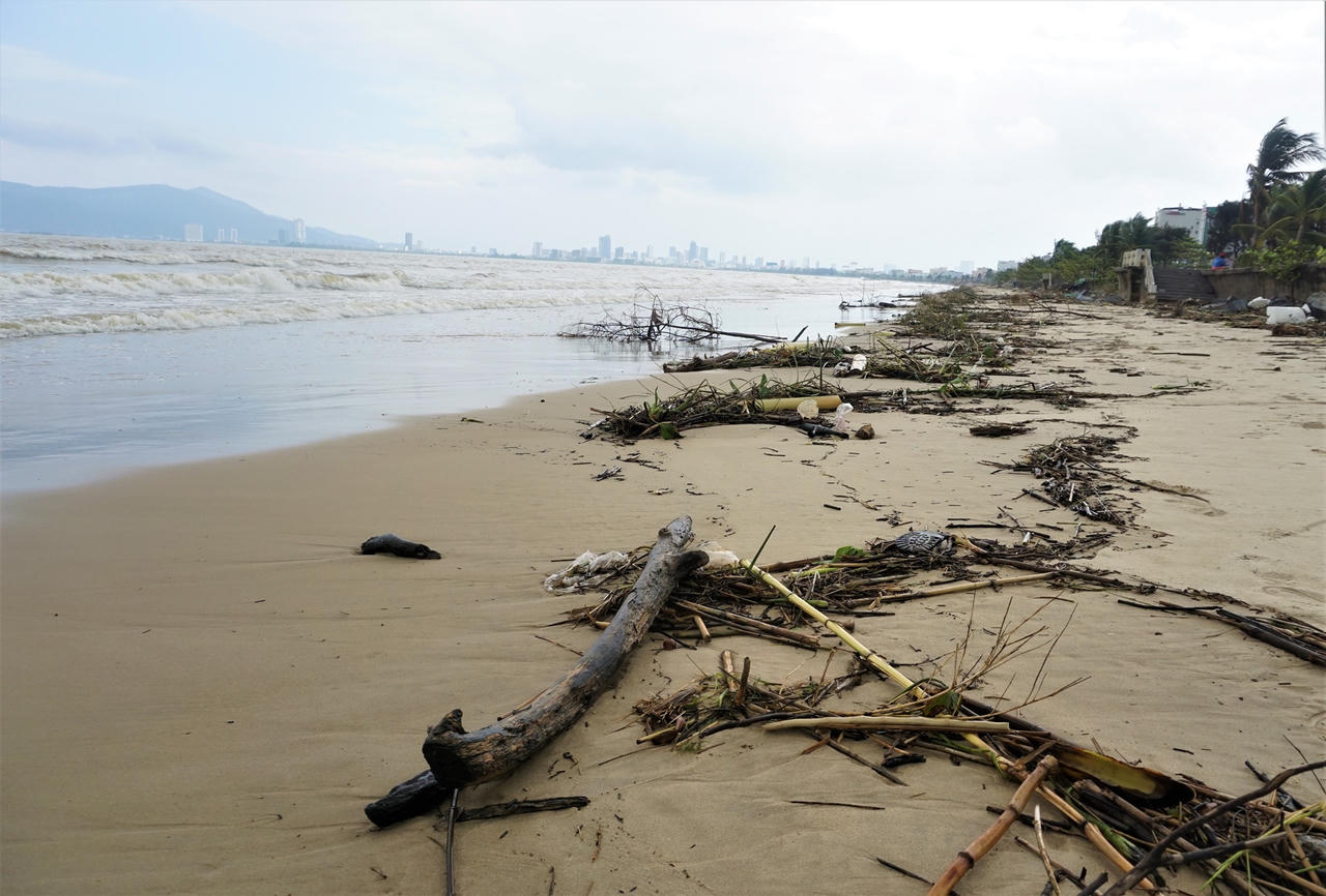 Sau mưa lớn, người Đà Nẵng đổ ra biển nhặt gỗ bán kiếm tiền triệu