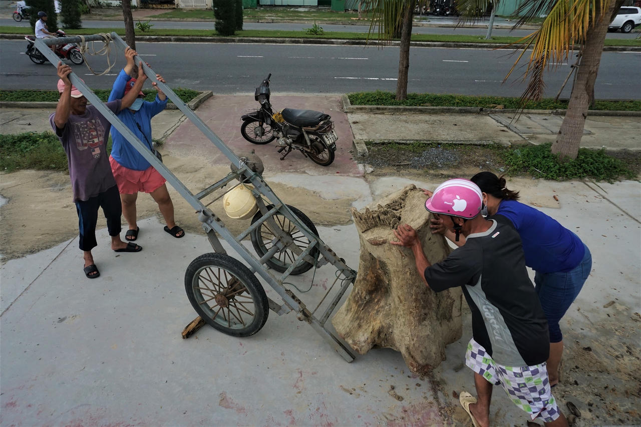 Sau mưa lớn, người Đà Nẵng đổ ra biển nhặt gỗ bán kiếm tiền triệu