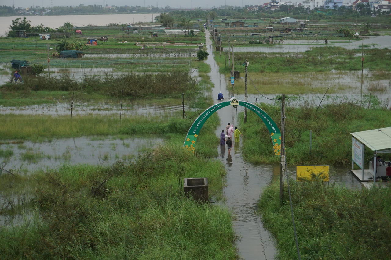 Sau mưa lũ lịch sử, giá rau xanh tại Đà Nẵng tăng cao