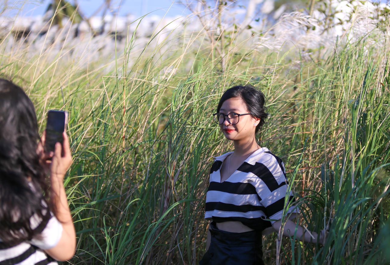 Du khách hào hứng check-in mùa cỏ lau đẹp hút hồn ở Đà Nẵng