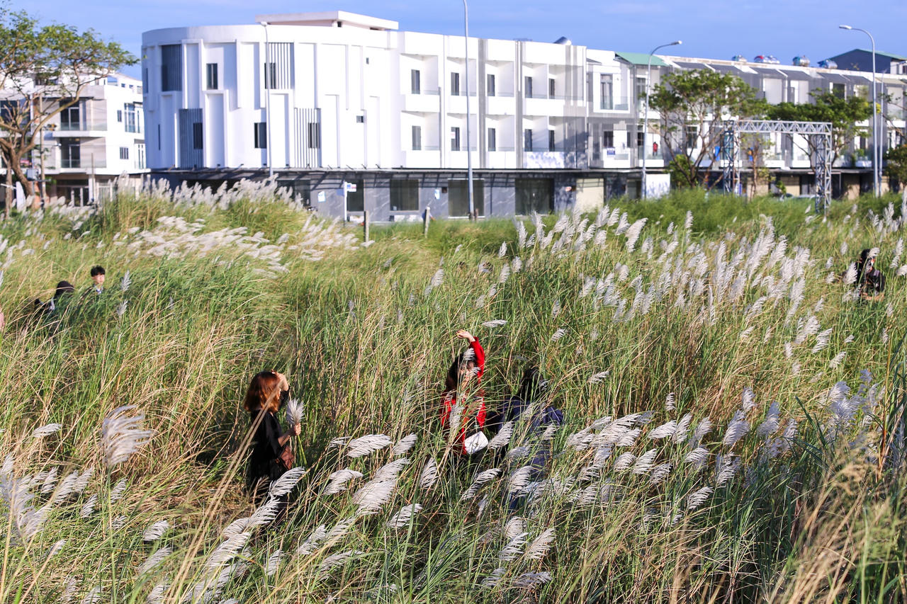 Du khách hào hứng check-in mùa cỏ lau đẹp hút hồn ở Đà Nẵng