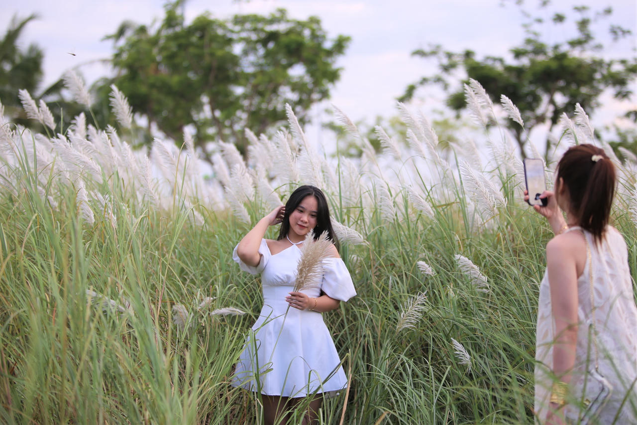 Du khách hào hứng check-in mùa cỏ lau đẹp hút hồn ở Đà Nẵng