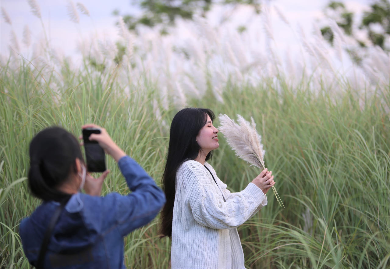 Du khách hào hứng check-in mùa cỏ lau đẹp hút hồn ở Đà Nẵng