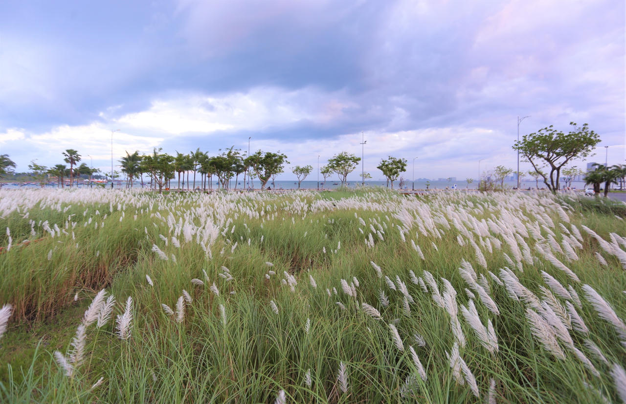 Du khách hào hứng check-in mùa cỏ lau đẹp hút hồn ở Đà Nẵng