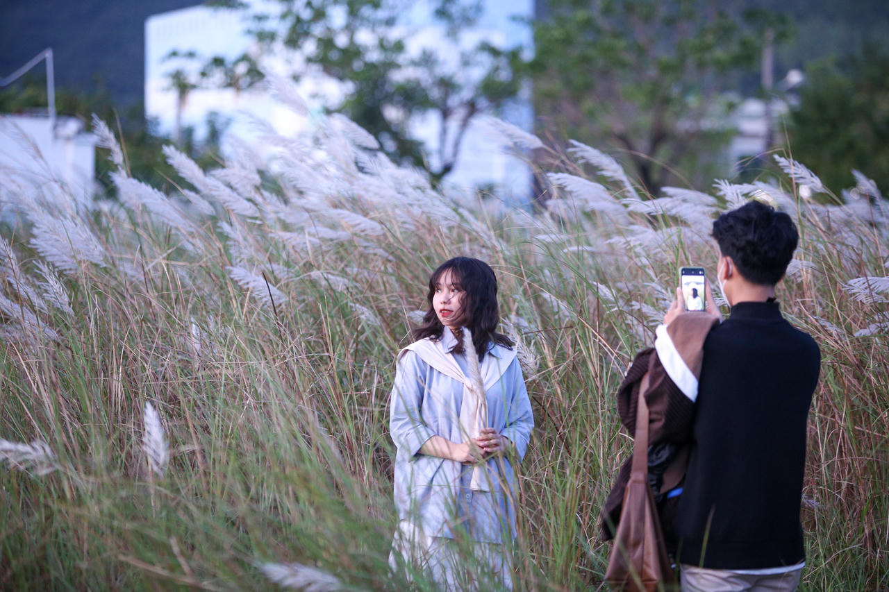 Du khách hào hứng check-in mùa cỏ lau đẹp hút hồn ở Đà Nẵng