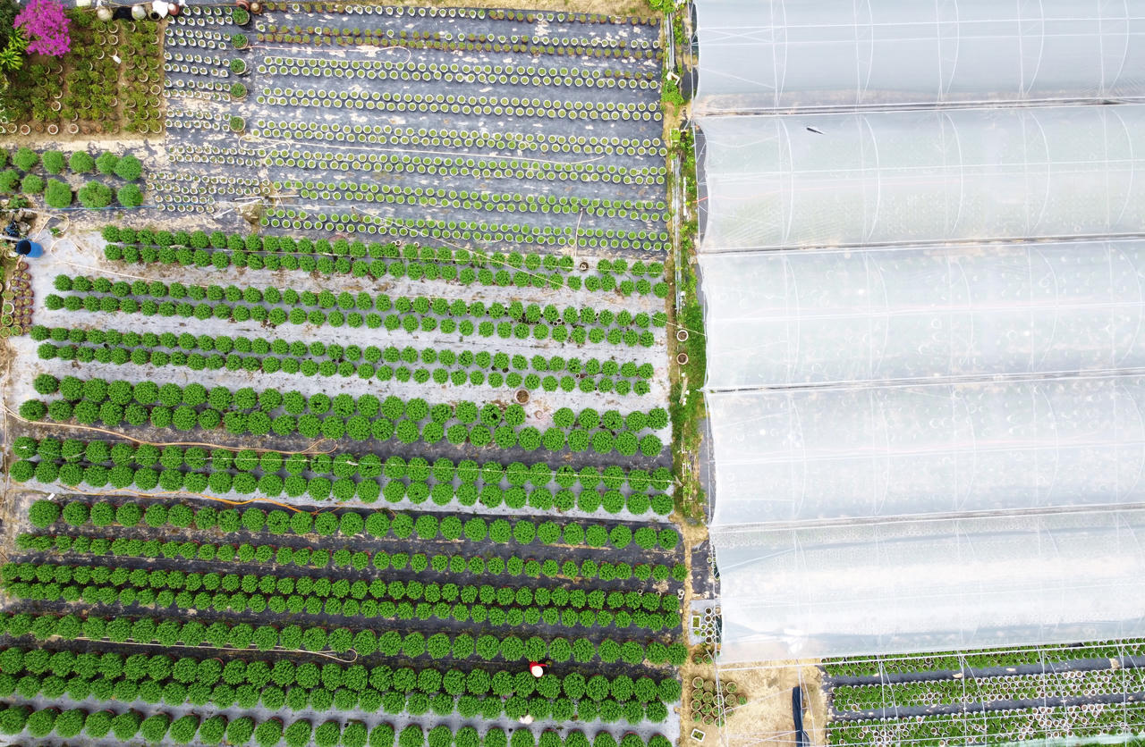 "Thủ phủ" hoa miền Trung hối hả vụ Tết, kỳ vọng bội thu