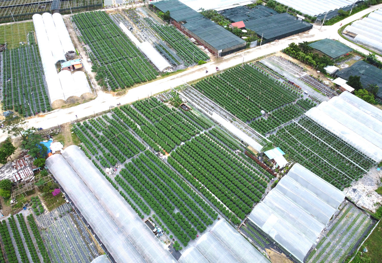 "Thủ phủ" hoa miền Trung hối hả vụ Tết, kỳ vọng bội thu