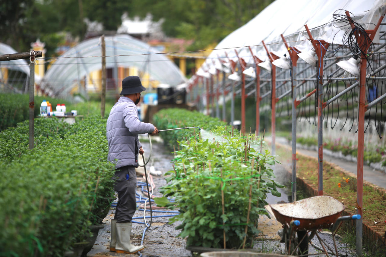 "Thủ phủ" hoa miền Trung hối hả vụ Tết, kỳ vọng bội thu