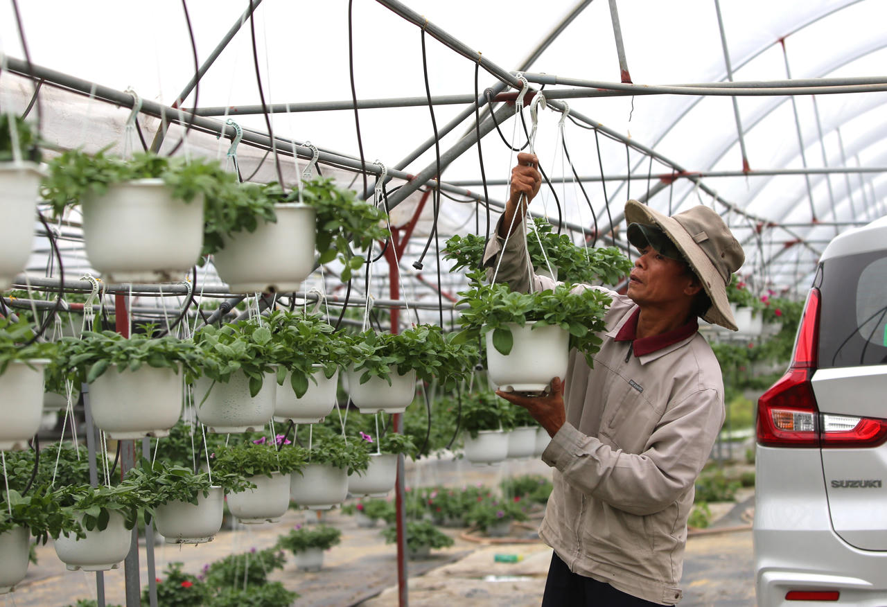 "Thủ phủ" hoa miền Trung hối hả vụ Tết, kỳ vọng bội thu