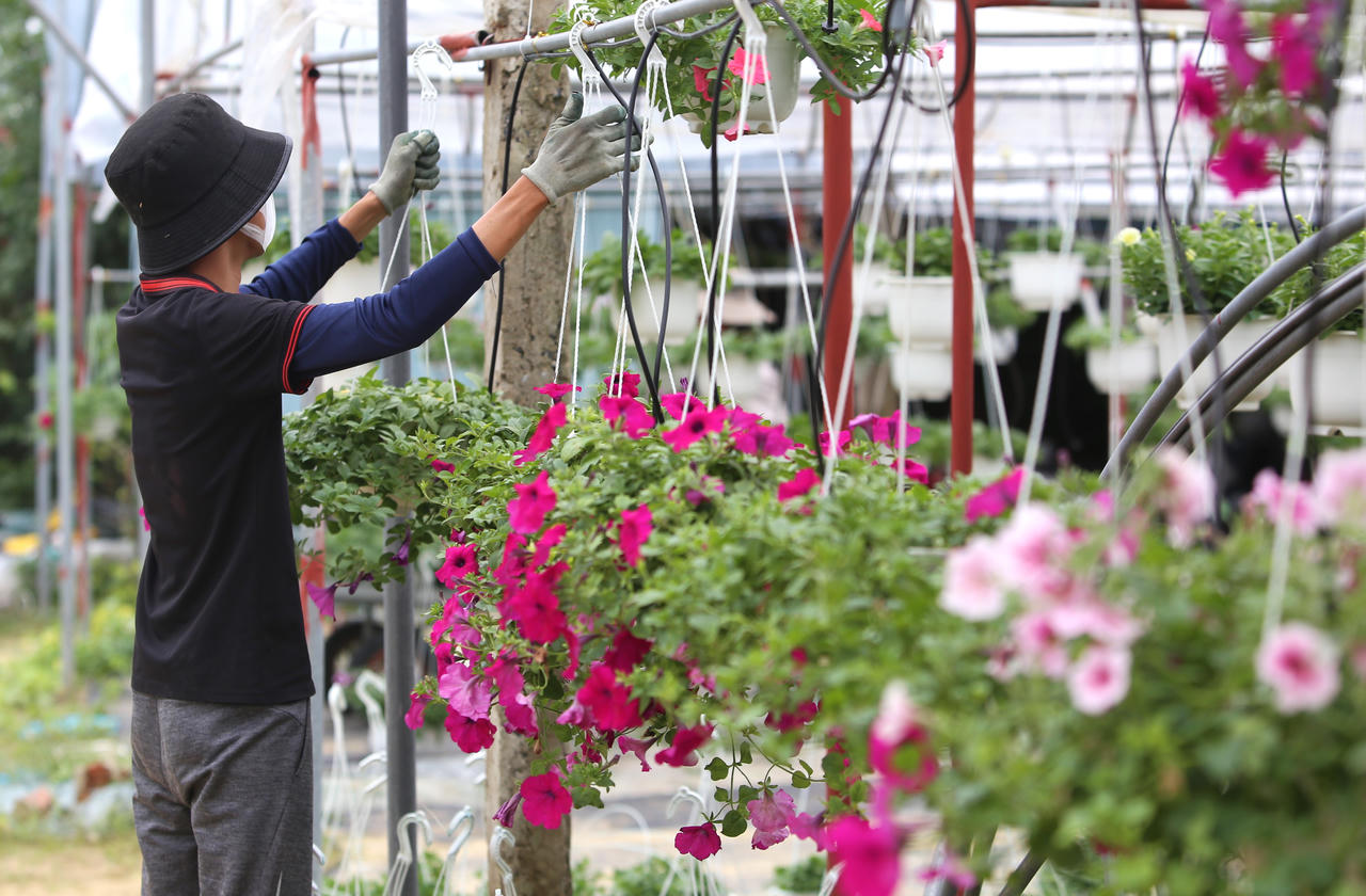 "Thủ phủ" hoa miền Trung hối hả vụ Tết, kỳ vọng bội thu