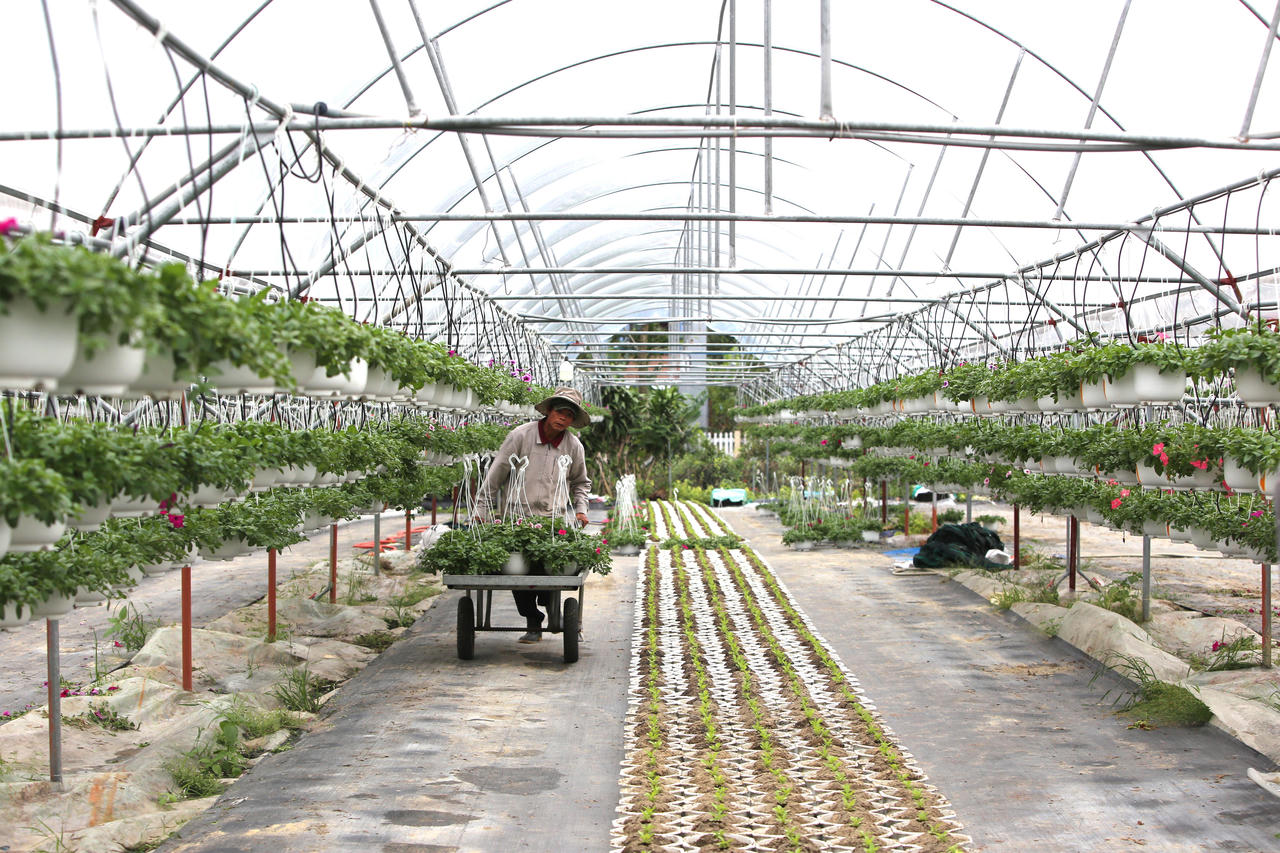 "Thủ phủ" hoa miền Trung hối hả vụ Tết, kỳ vọng bội thu