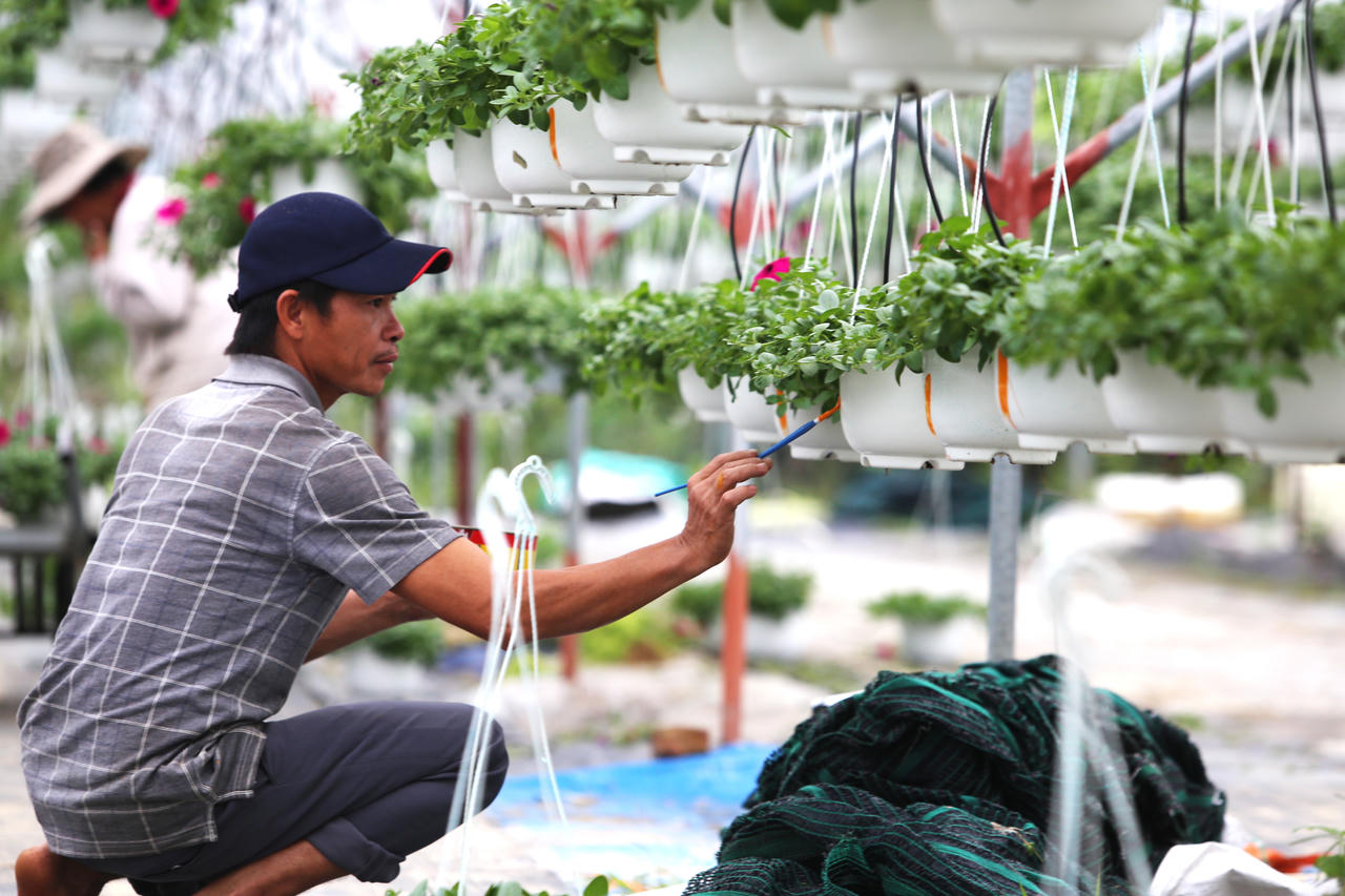 "Thủ phủ" hoa miền Trung hối hả vụ Tết, kỳ vọng bội thu