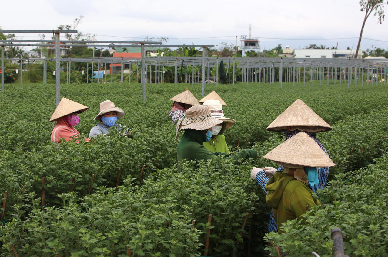 "Thủ phủ" hoa miền Trung hối hả vụ Tết, kỳ vọng bội thu