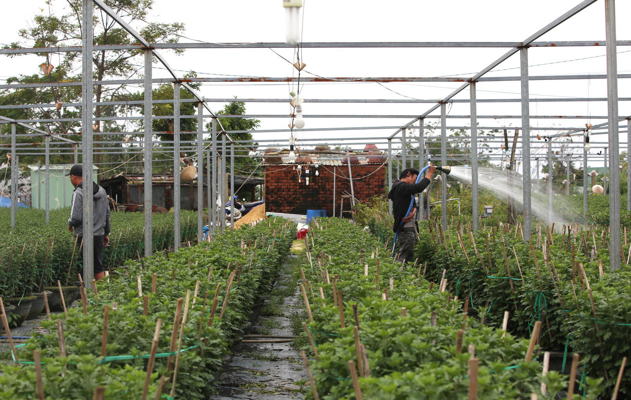 "Thủ phủ" hoa miền Trung hối hả vụ Tết, kỳ vọng bội thu