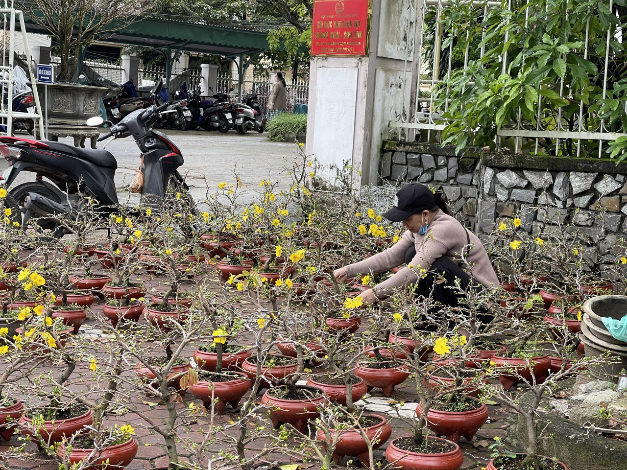 Tiểu thương chợ hoa Xuân Quảng Ngãi sốt ruột vì sức mua giảm