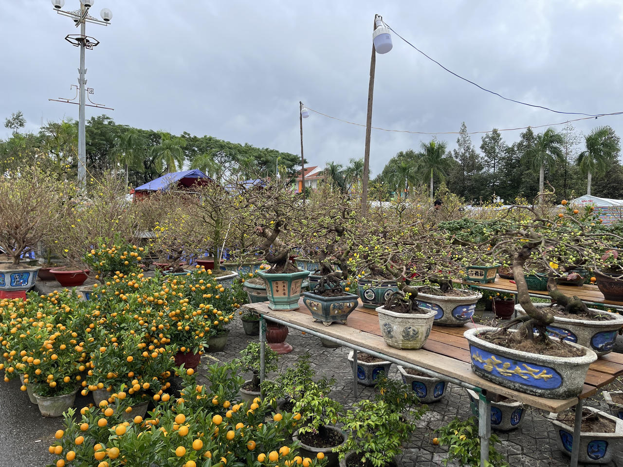 Tiểu thương chợ hoa Xuân Quảng Ngãi sốt ruột vì sức mua giảm