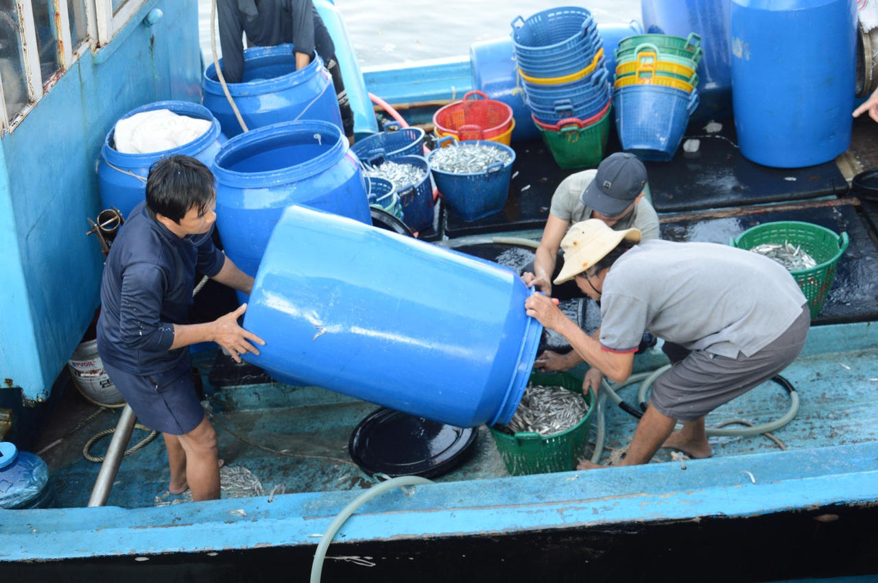 Ngư dân Quảng Ngãi hốt bạc vì trúng đậm cá cơm trong chuyến biển ngày cuối năm