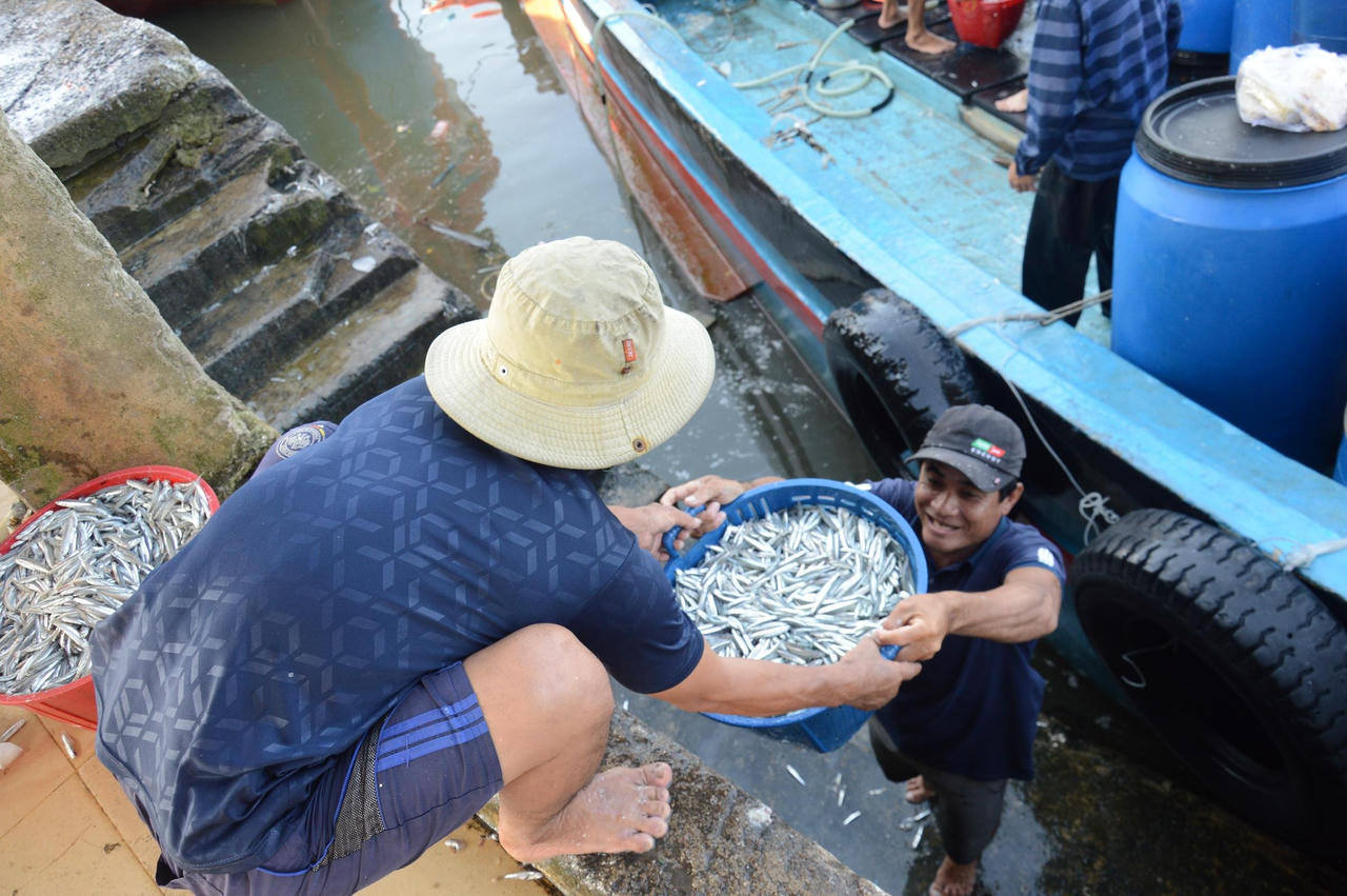 Ngư dân Quảng Ngãi hốt bạc vì trúng đậm cá cơm trong chuyến biển ngày cuối năm