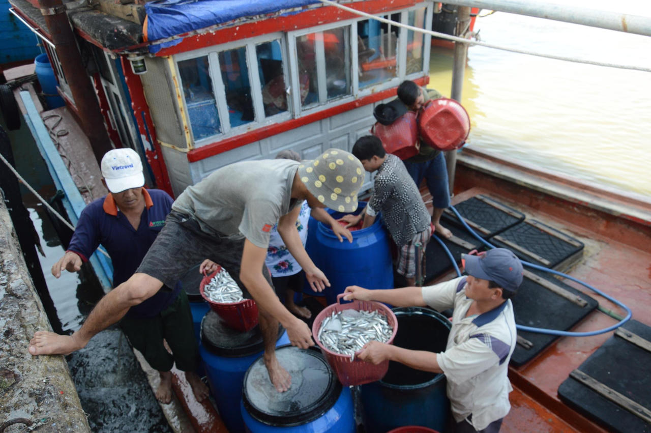Ngư dân Quảng Ngãi hốt bạc vì trúng đậm cá cơm trong chuyến biển ngày cuối năm