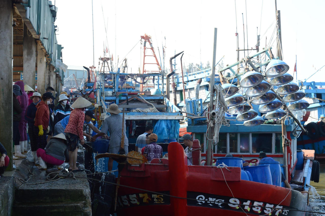 Ngư dân Quảng Ngãi hốt bạc vì trúng đậm cá cơm trong chuyến biển ngày cuối năm