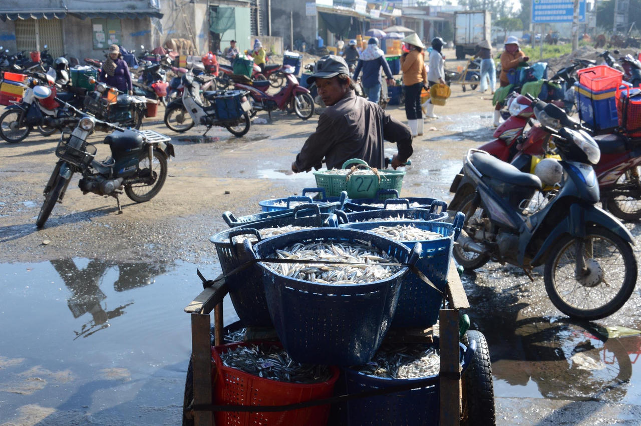 Ngư dân Quảng Ngãi hốt bạc vì trúng đậm cá cơm trong chuyến biển ngày cuối năm