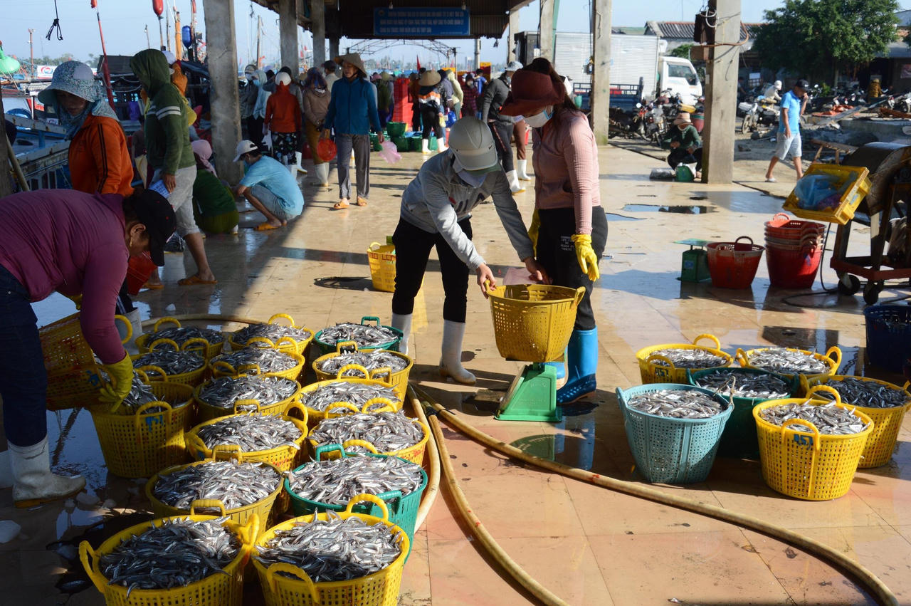 Ngư dân Quảng Ngãi hốt bạc vì trúng đậm cá cơm trong chuyến biển ngày cuối năm