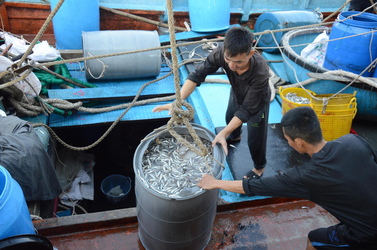 Ngư dân Quảng Ngãi hốt bạc vì trúng đậm cá cơm trong chuyến biển ngày cuối năm