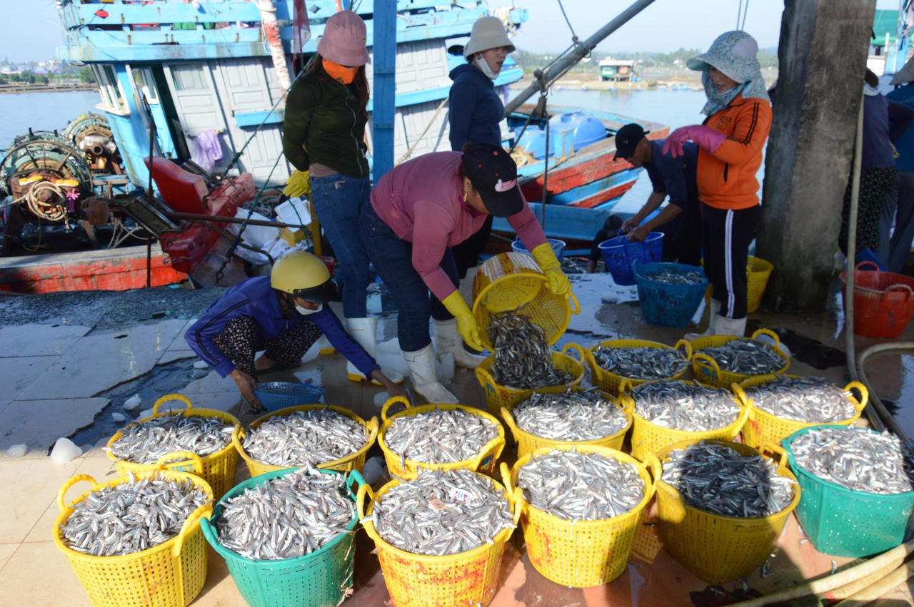 Ngư dân Quảng Ngãi hốt bạc vì trúng đậm cá cơm trong chuyến biển ngày cuối năm