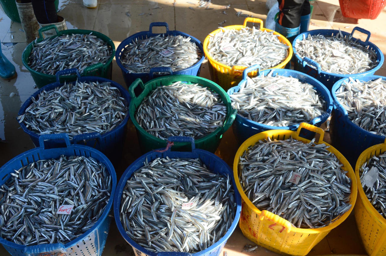 Ngư dân Quảng Ngãi hốt bạc vì trúng đậm cá cơm trong chuyến biển ngày cuối năm