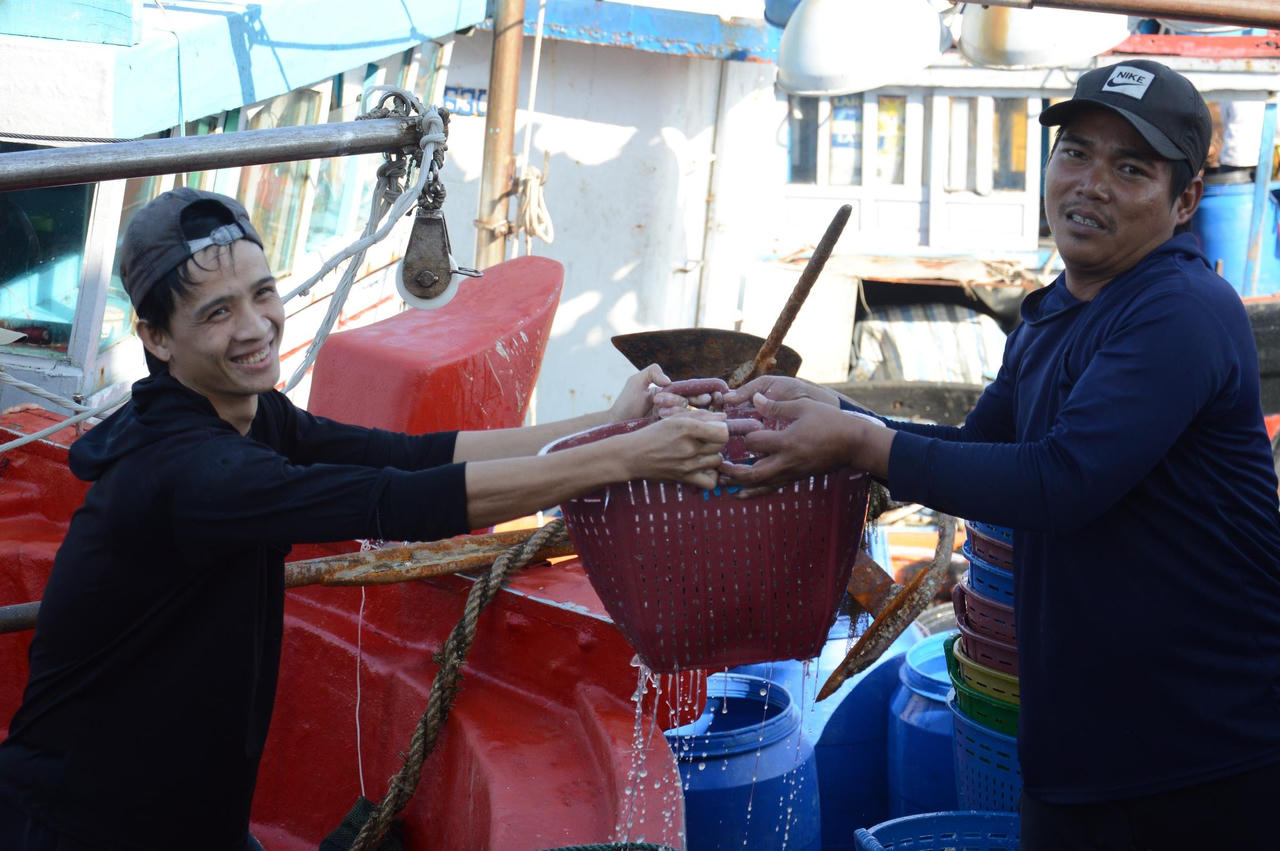 Ngư dân Quảng Ngãi hốt bạc vì trúng đậm cá cơm trong chuyến biển ngày cuối năm