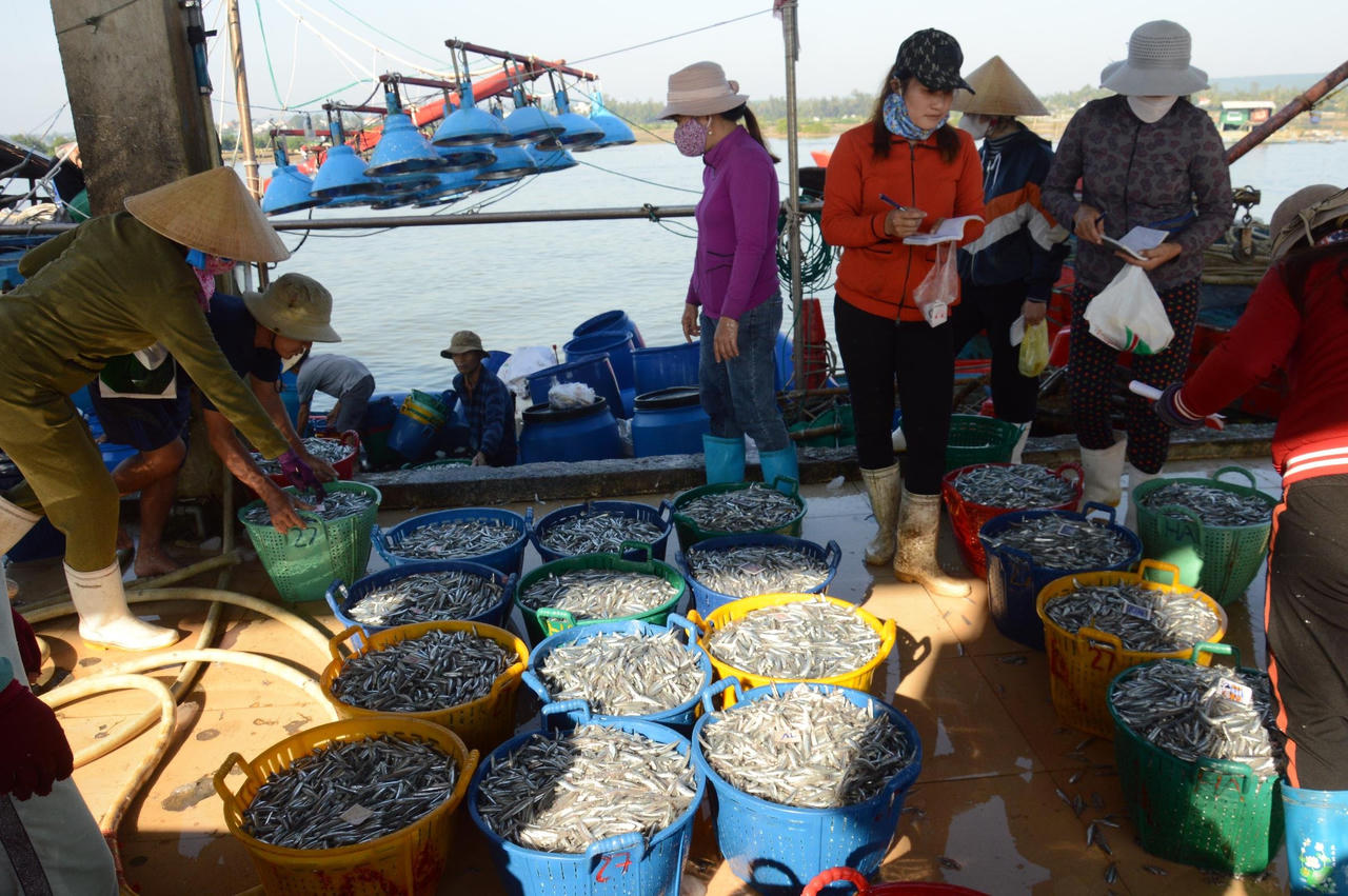 Ngư dân Quảng Ngãi hốt bạc vì trúng đậm cá cơm trong chuyến biển ngày cuối năm