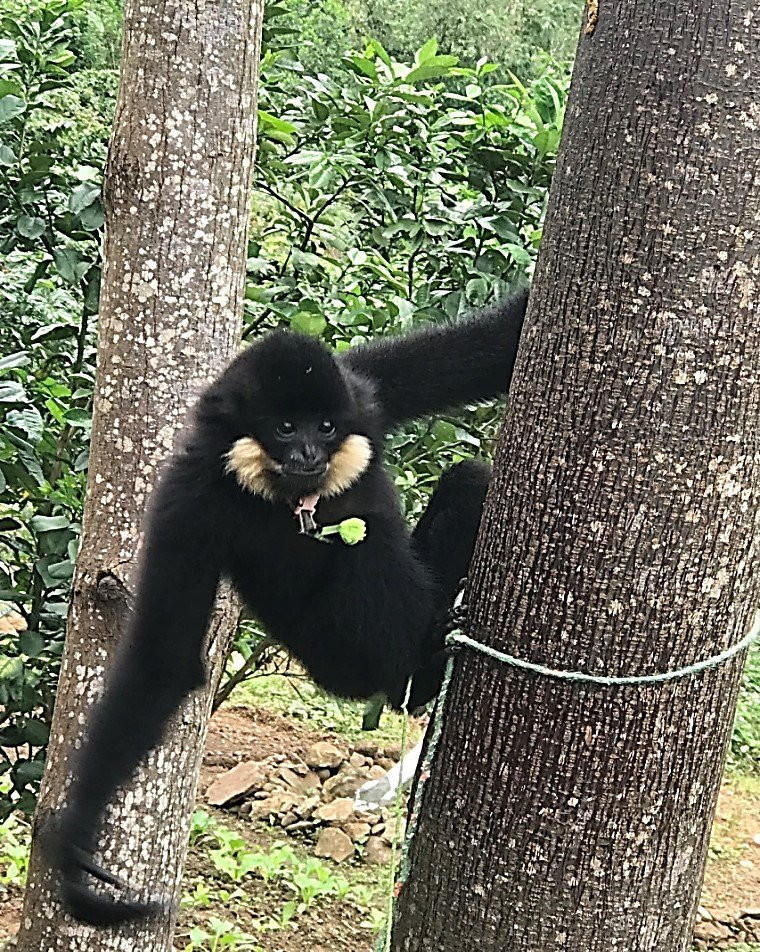 Vượn đen má hung quý hiếm xuất hiện trong khu dân cư ở Đà Nẵng